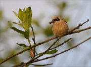 06_DSC3730_Penduline_Tit_spiderbird_50pc