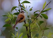 06_DSC3733_Penduline_Tit_daring_63pc