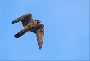 18_DSC8807_Peregrine_Falcon_guard_9pc