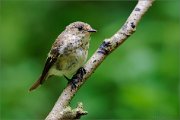 02_DSC0910_Pied_Flycatcher_juv_in_forest_86pc