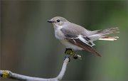 06_DSC0925_Pied_Flycatcher_peahen_86pc