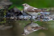 06_DSC0957_Pied_Flycatcher_reflect_yourself_98pc