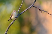 06_DSC6695_Pied_Flycatcher_evening_softness_88pc