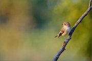 06_DSC6721_Pied_Flycatcher_quiet_reflection_92pc