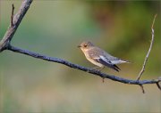 06_DSC6754_Pied_Flycatcher_take-off_position_78pc