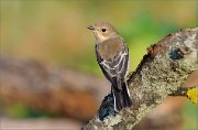 06_DSC7055_Pied_Flycatcher_catch_my_eye_83pc