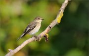 06_DSC7089_Pied_Flycatcher_plain_life_62pc