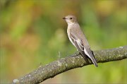 06_DSC7264_Pied_Flycatcher_string_posture_83pc