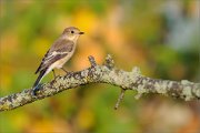 06_DSC7414_Pied_Flycatcher_aurora_84pc