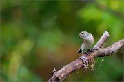 06_DSC7739_Pied_Flycatcher_remember_when_94