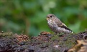 11_DSC4895_Pied_Flycatcher_shout_disposal_61pc