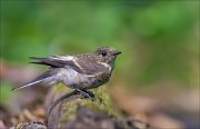 11_DSC4947_Pied_Flycatcher_flexure_80pc