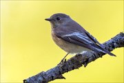 18_DSC3165_Pied_Flycatcher_tinsel_34pc