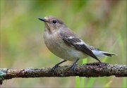 18_DSC3548_European_Pied_Flycatcher_glad_62pc