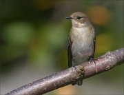 22_DSC6451_European_Pied_Flycatcher_dulled_64pc