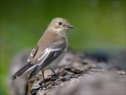 23_DSC7677_European_Pied_Flycatcher_smirk_60pc