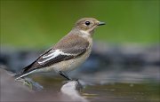 23_DSC7976_European_Pied_Flycatcher_imply_61pc