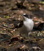 P1500982_Pied_Flycatcher_near_pond_41pc