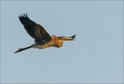 20_DSC5020_Purple_Heron_impassioned_7pc