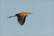 20_DSC5023_Purple_Heron_controllable_9pc