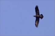 03_DSC2304_Raven_solitude_32pc