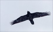 04_DSC8446_Raven_in_tough_snow_67pc