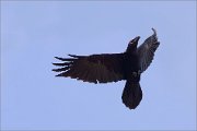 05_DSC8351_Raven_banking_55pc