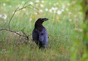 06_DSC0811_Raven_pioneer_fledgling_87pc