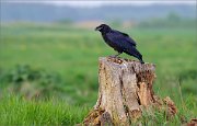 06_DSC2240_Raven_young_stump_patrol_70pc