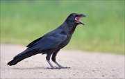 11_DSC0055_Raven_openness_99pc