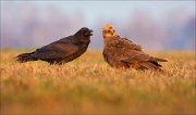 13_DSC5329_Common_Raven_ft_Western_Marsh_Harrier_scowling_58pc