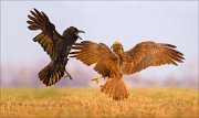 13_DSC5462_Common_Raven_ft_Western_Marsh_Harrier_assault_138pc