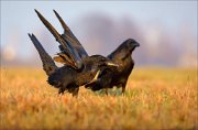 13_DSC5494_Common_Raven_afterlanding_71pc