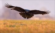 13_DSC5536_Common_Raven_exhibition_71pc