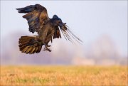 13_DSC5540_Common_Raven_landing_76pc