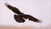 13_DSC5545_Common_Raven_glissando_80pc