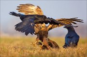 13_DSC5566_Western_Marsh_Harrier_ft_Common_Raven_struggle_73pc