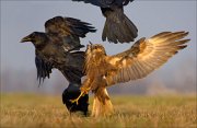 13_DSC5692_Western_Marsh_Harrier_ft_Common_Raven_tumult_105pc