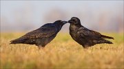 13_DSC5751_Common_Raven_kiss_49pc