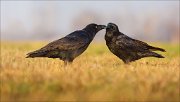 13_DSC5752_Common_Raven_osculation_59pc