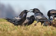 13_DSC5869_Common_Raven_reasoning_58pc