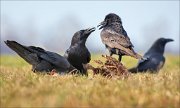 13_DSC5949_Common_Raven_argumentation_70pc