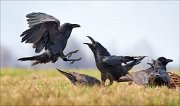 13_DSC5990_Common_Raven_squabble_112pc