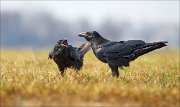 13_DSC6112_Common_Raven_plea_77pc