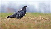 13_DSC6216_Common_Raven_imposing_58pc