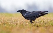 13_DSC6225_Common_Raven_tough_73pc