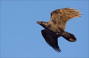 15_DSC6905_Common_Raven_spurt_33pc