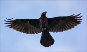 17_DSC5992_Common_Raven_girth_79pc