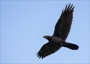 17_DSC6010_Common_Raven_stubble_56pc