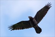 17_DSC6029_Common_Raven_apology_48pc